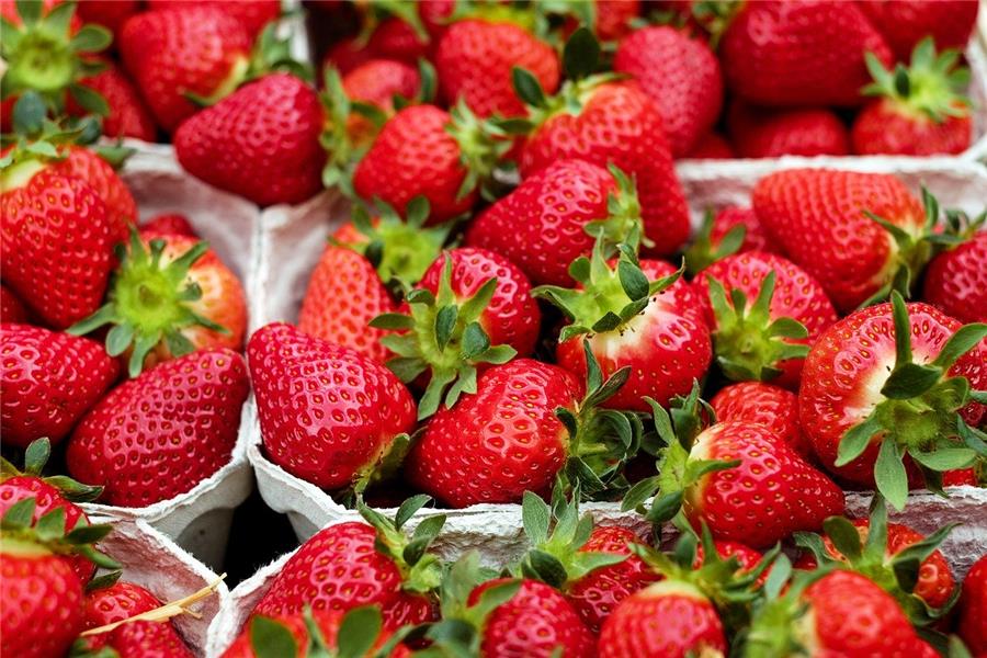 Grote Aardbeien  - volle grond De Vrijloophoeve Webshop